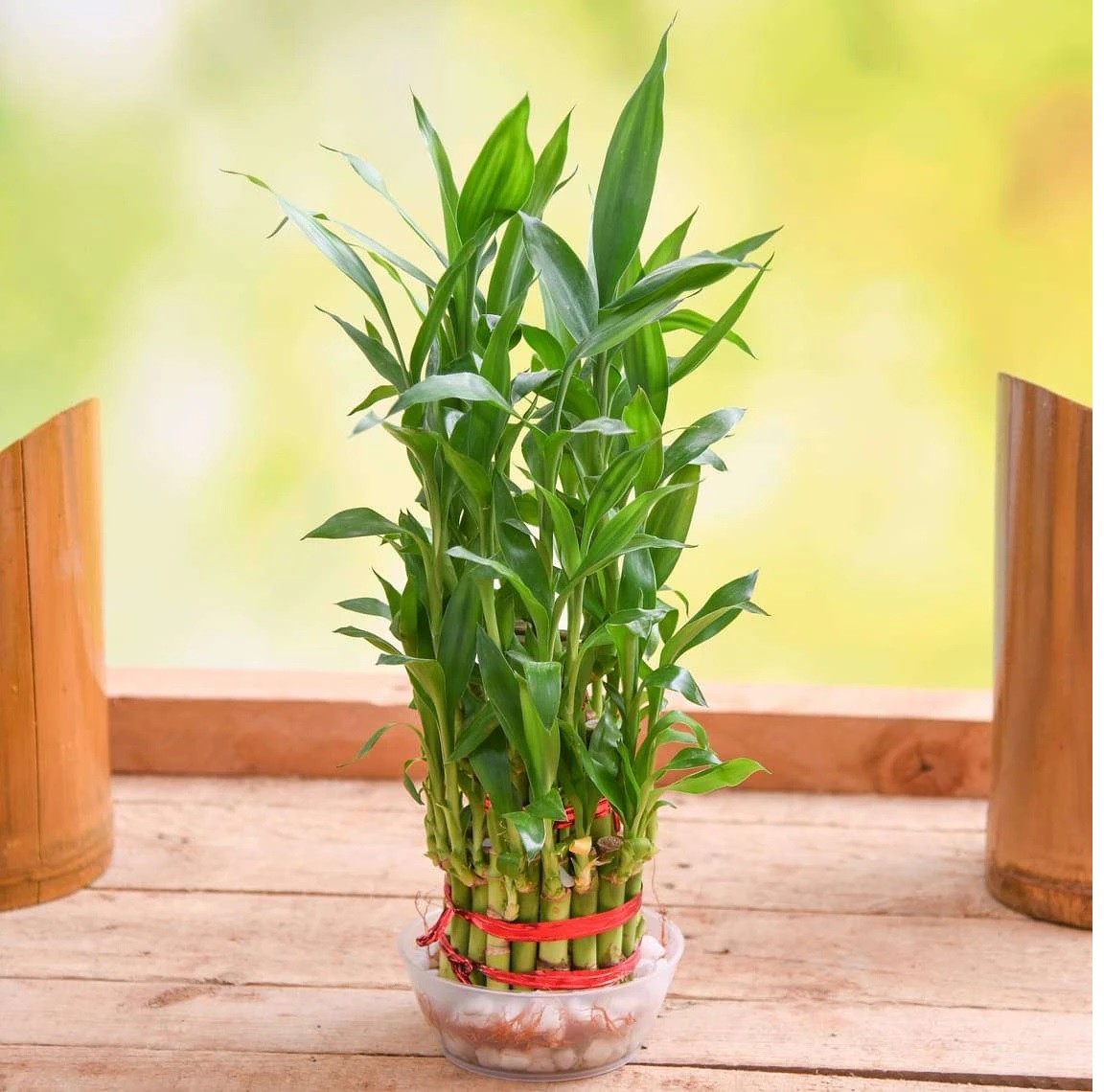 3 Layer Lucky Bamboo Plant in a Bowl with Pebbles