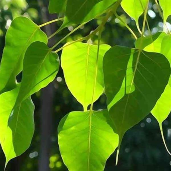 peepal leaves